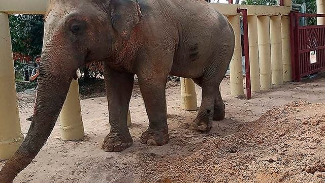 Elefant Kaavan geht im "Kulen Prom Tep Wildlife Sanctuary" in der Provinz Oddar Meanchey durch das Gehege.