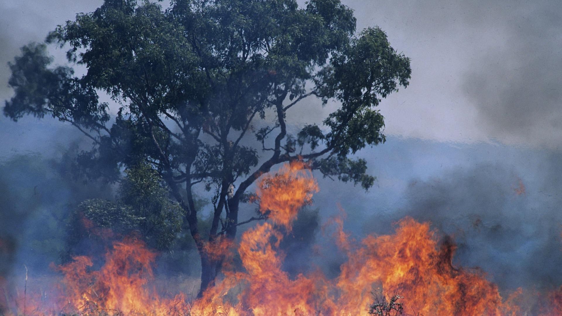 Buschfeuer in Australien: Die Erderwärmung führt zu starken Waldbränden überall auf der Welt.