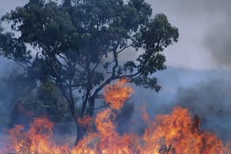 Buschfeuer in Australien: Die Erderwärmung führt zu starken Waldbränden überall auf der Welt.