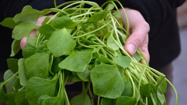 Postelein: Der Salat gehört zu den wenigen Gemüsesorten, die auch im Winter frisch geerntet werden.