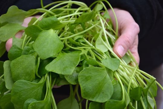 Postelein: Der Salat gehört zu den wenigen Gemüsesorten, die auch im Winter frisch geerntet werden.