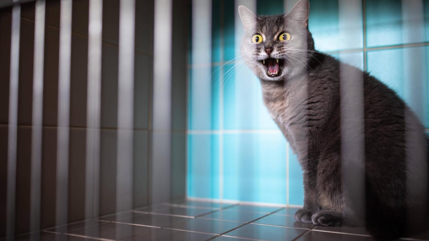 Eine Katze miaut (Symbolbild): Das Landgericht Frankfurt hat ein Urteil im Prozess um Schüsse auf eine Katze gefällt.