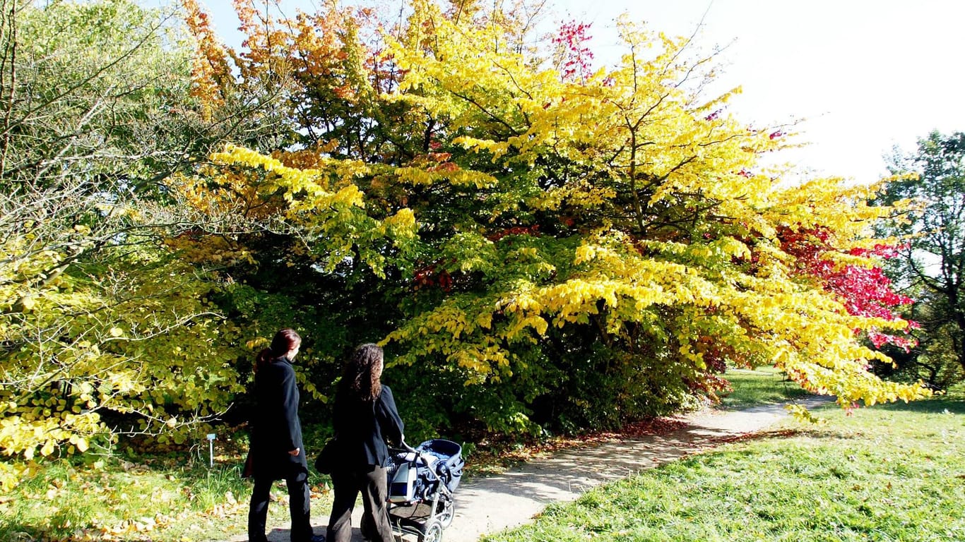 Zwei Frauen laufen im Herbst durch einen Park (Symbolbild): In einem Schöninger Park wurden mehrere Frauen belästigt.