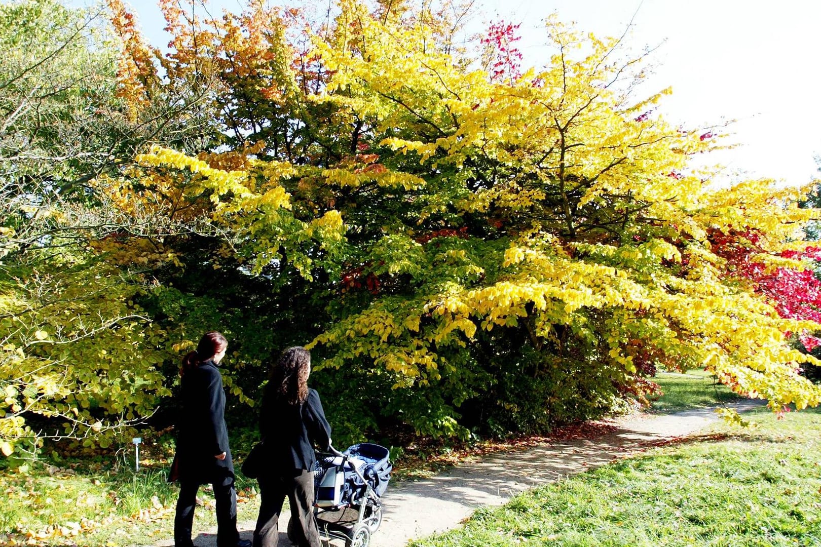 Zwei Frauen laufen im Herbst durch einen Park (Symbolbild): In einem Schöninger Park wurden mehrere Frauen belästigt.