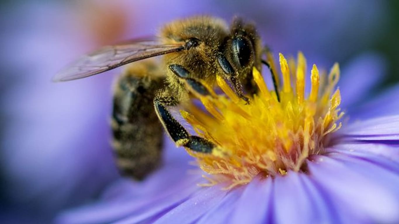 Eine Biene sammelt am Pollen von einer Blüte.