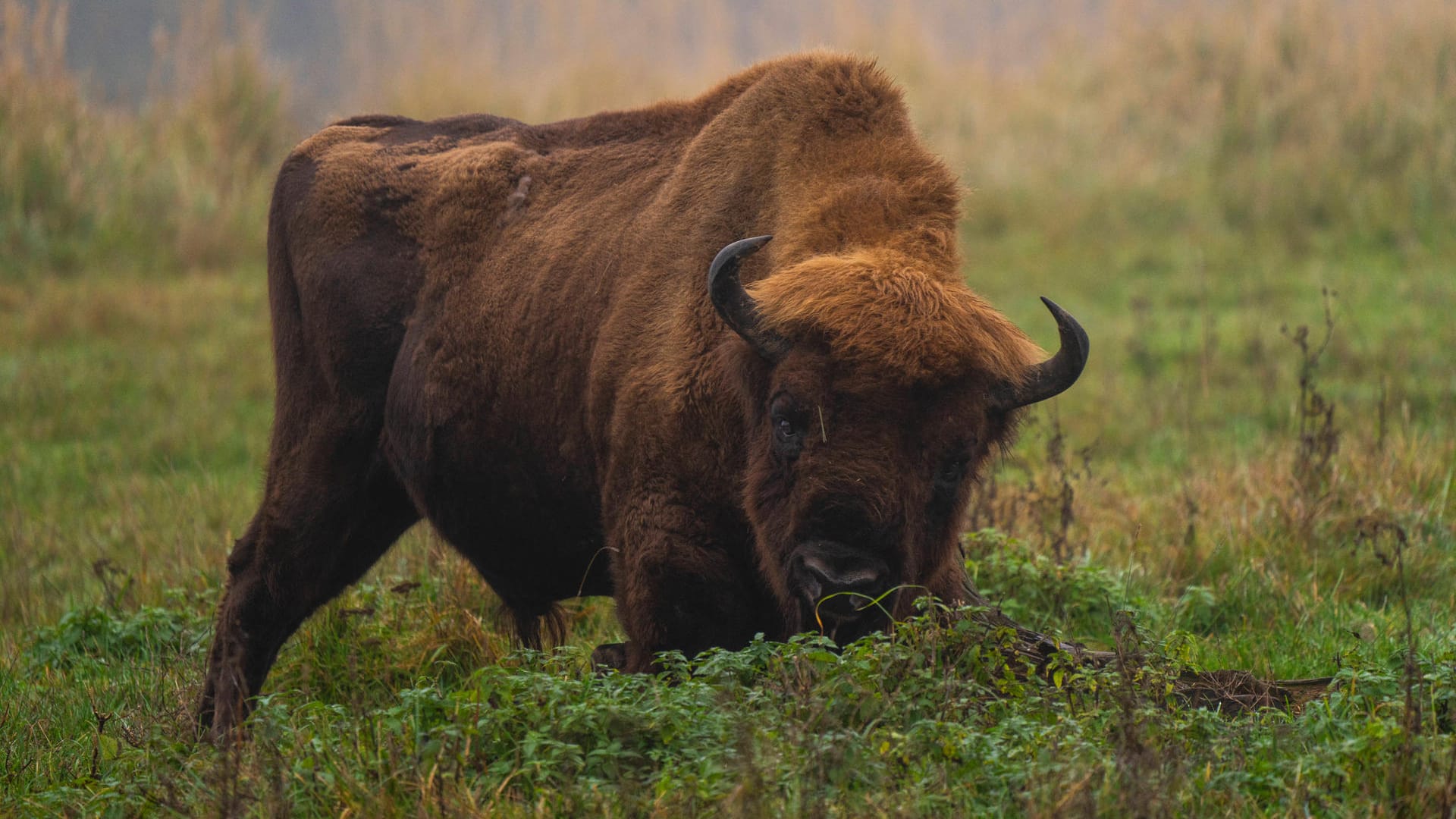 Wisent: Das europäische Bison ist weniger gefährdet als bisher.