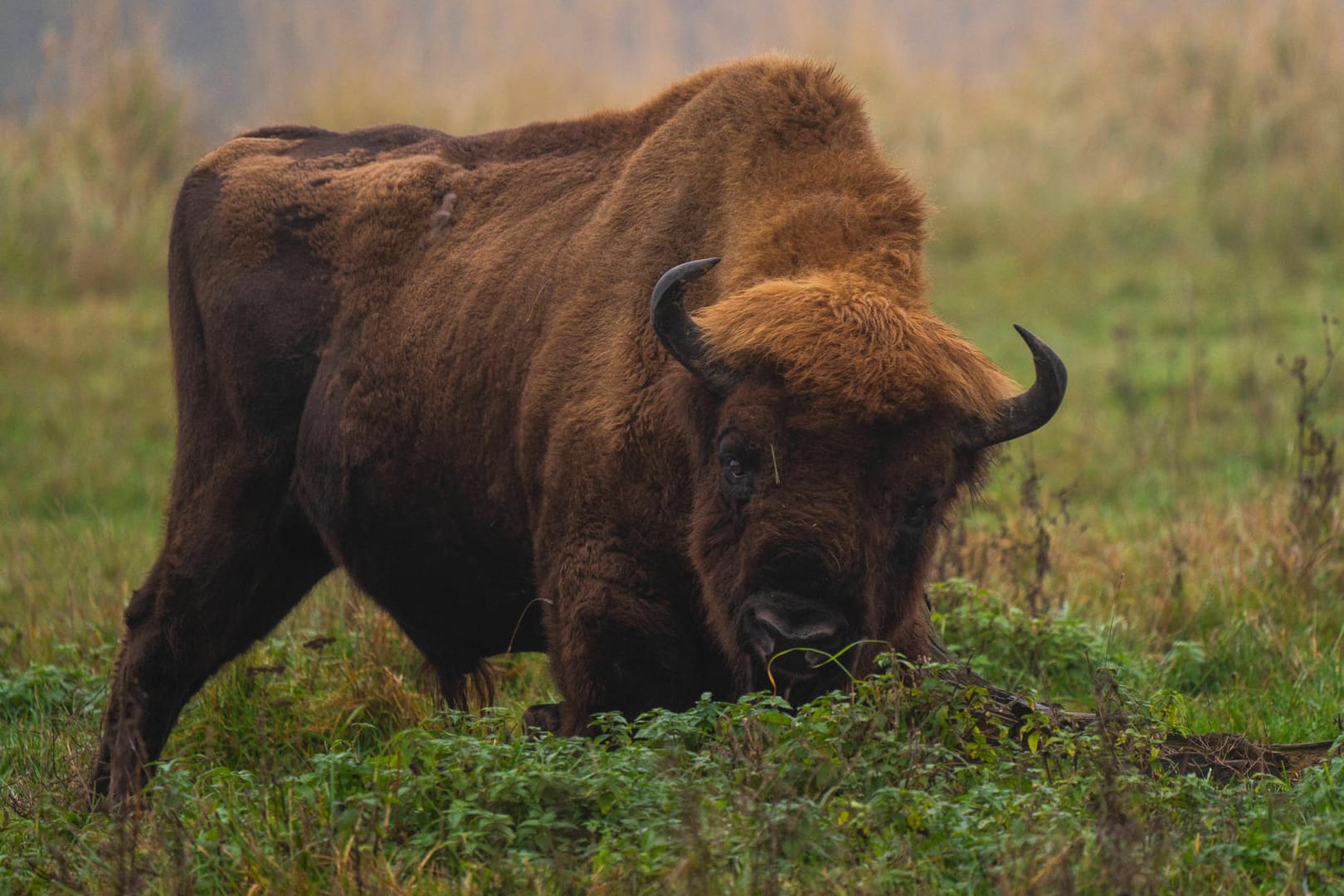 Wisent: Das europäische Bison ist weniger gefährdet als bisher.