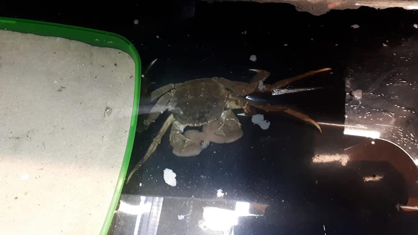 Die gefundene Krabbe: Das Tierheim hat ihr den Namen Mr. Kräääbs gegeben.