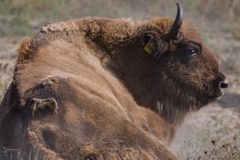 Ein Wisent liegt auf einer Wiese im Nationalpark Unteres Odertal unweit dem Schloss Criewen in Brandenburg.