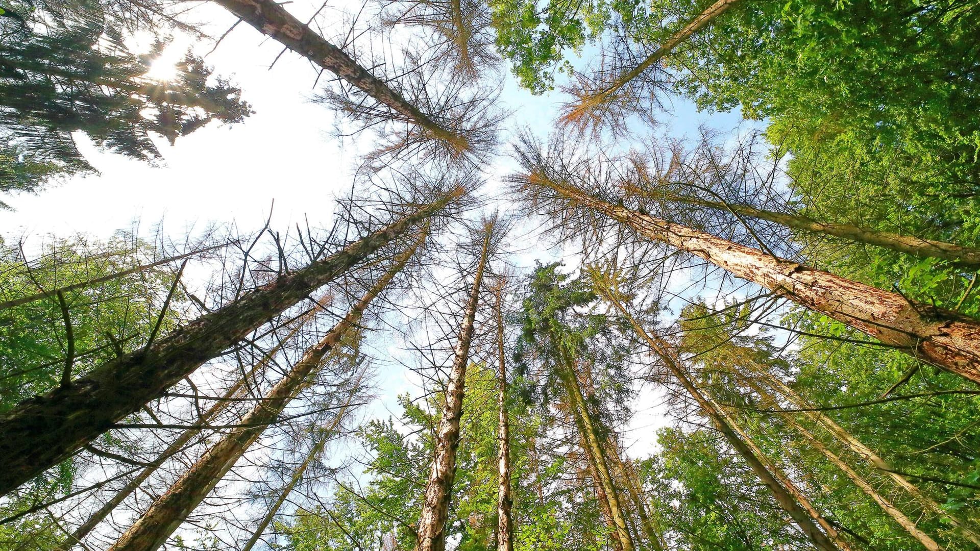 Waldsterben durch Borkenkäfer und Trockenheit in Solms, Hessen: Auswirkungen der Klimakrise.