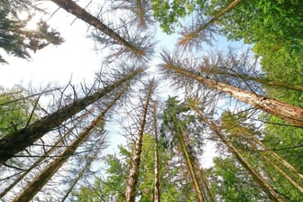 Waldsterben durch Borkenkäfer und Trockenheit in Solms, Hessen: Auswirkungen der Klimakrise.