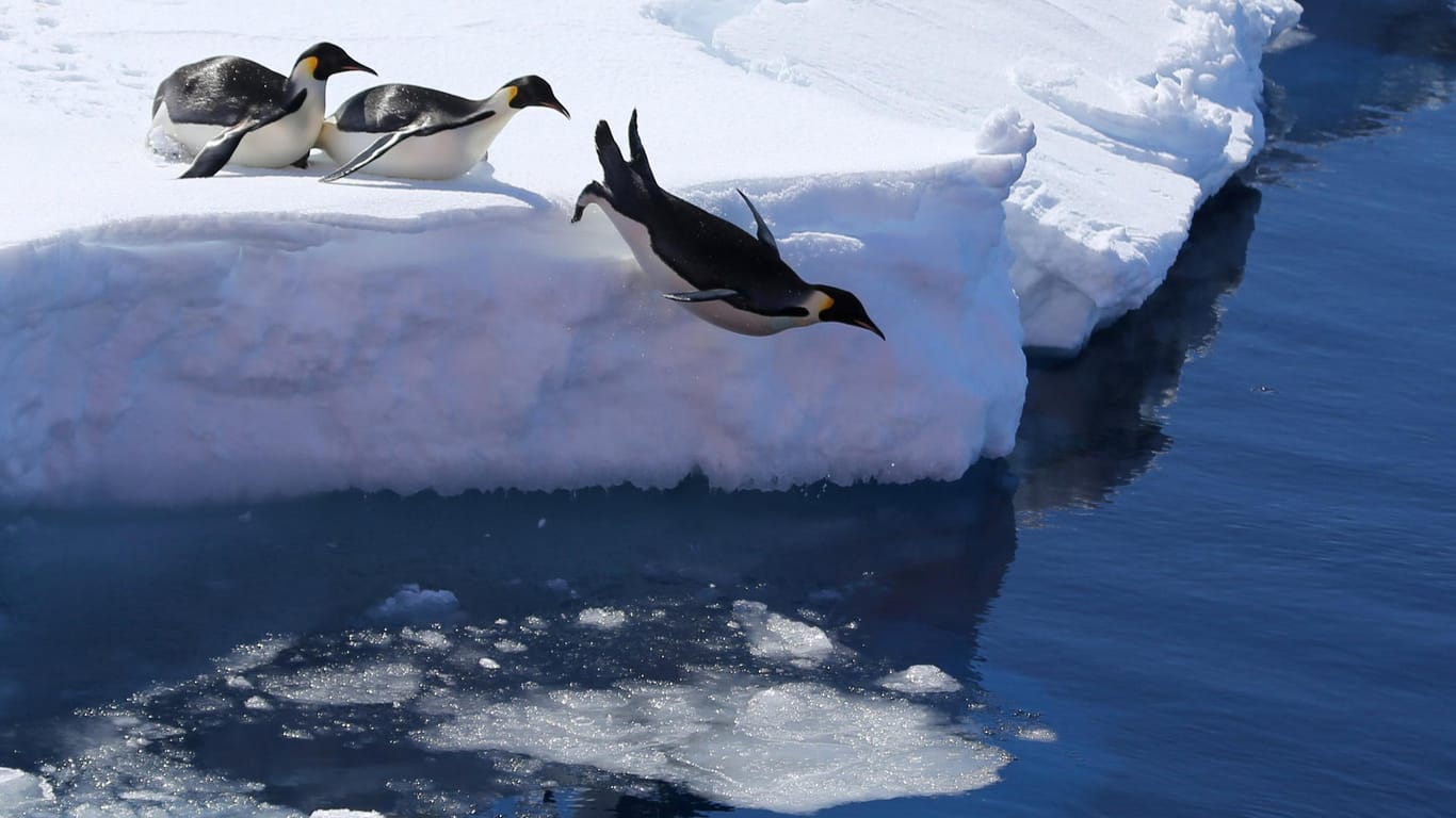 Kaiserpinguine in der Antarktis: In der westlichen Antarktis lagen die Temperaturen 3 Grad Celsius über dem Durchschnitt.