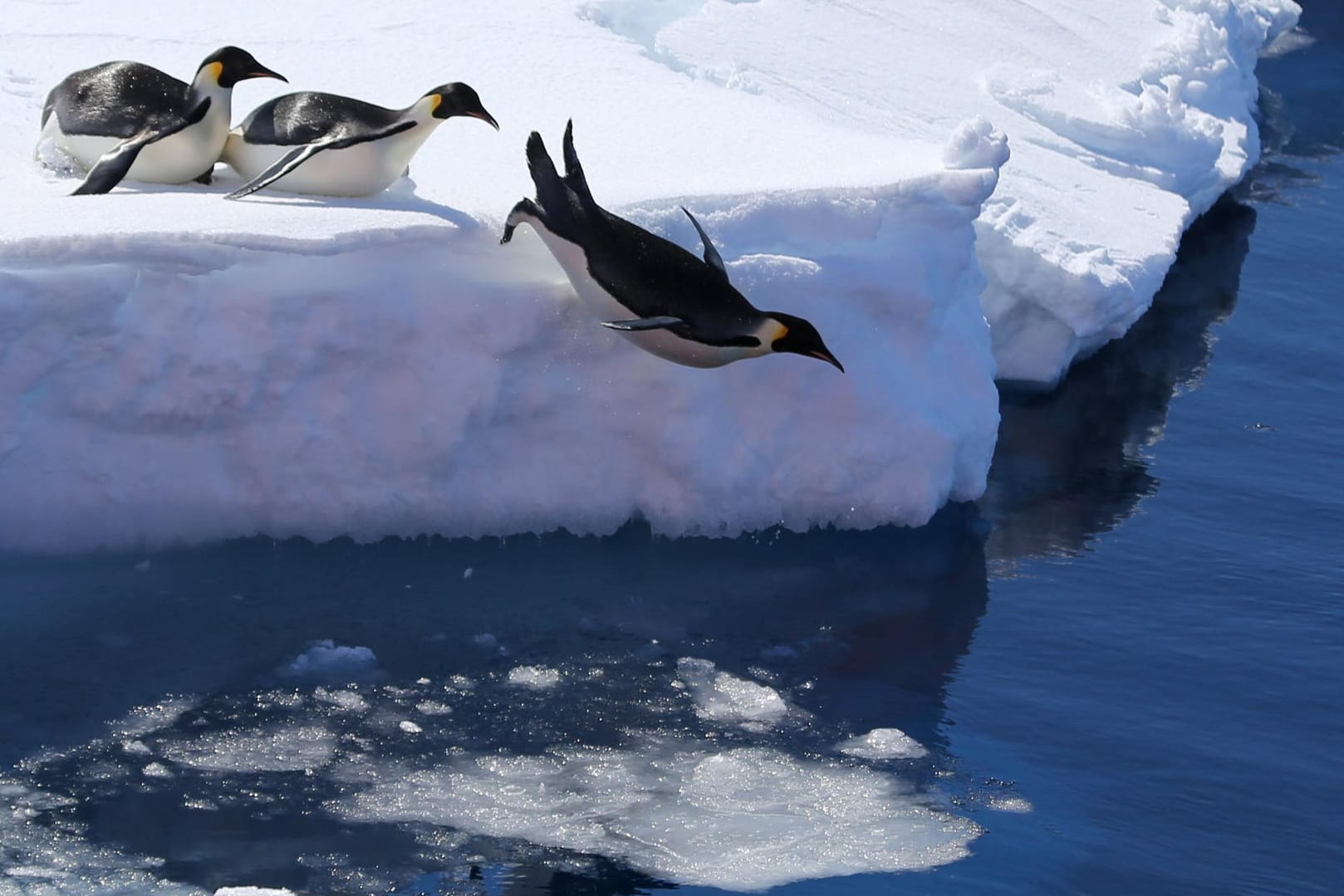 Kaiserpinguine in der Antarktis: In der westlichen Antarktis lagen die Temperaturen 3 Grad Celsius über dem Durchschnitt.