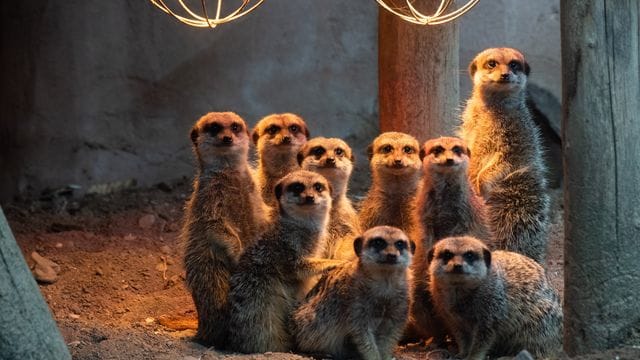 Erdmännchen im Zoo Hannover unter einer Wärmelampe.