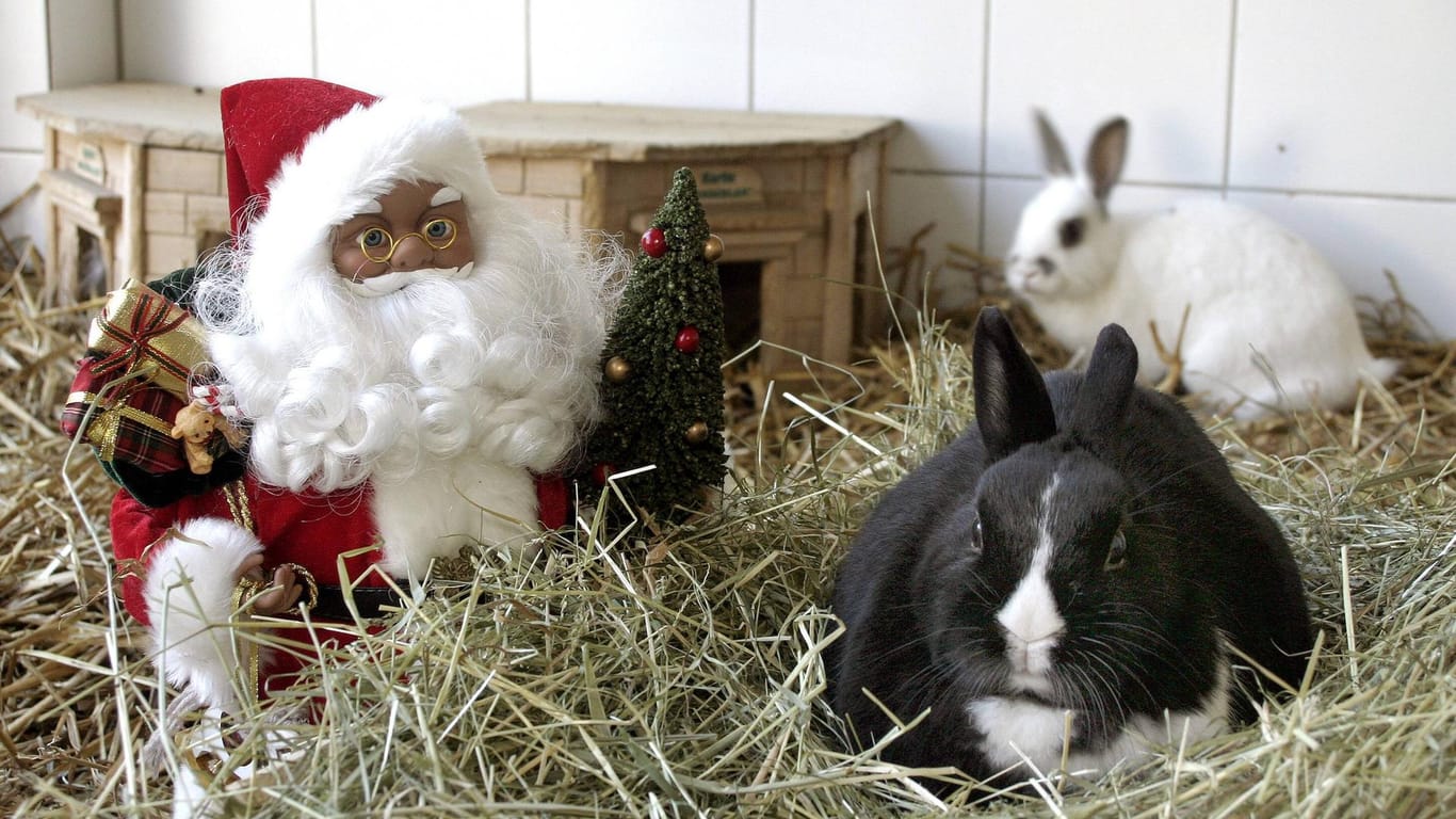 Schwarzes und weißes Kaninchen mit Weihnachtsmann-Figur: Das Berliner Tierheim zeigt sich in der Corona-Krise erfinderisch.