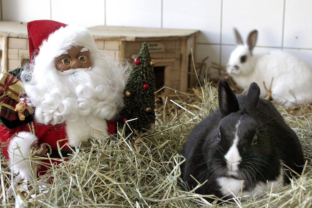 Schwarzes und weißes Kaninchen mit Weihnachtsmann-Figur: Das Berliner Tierheim zeigt sich in der Corona-Krise erfinderisch.