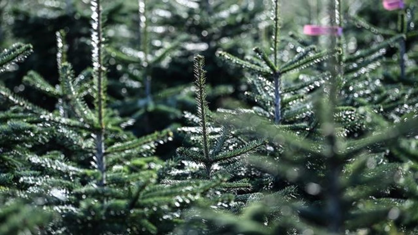 Weihnachtsbaum-Plantage