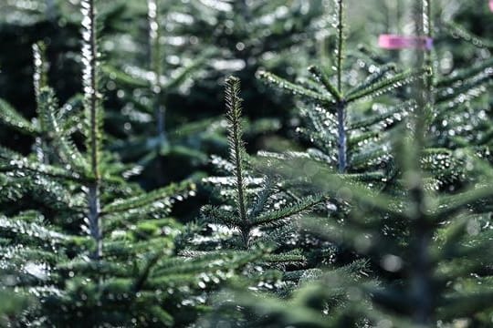 Weihnachtsbaum-Plantage