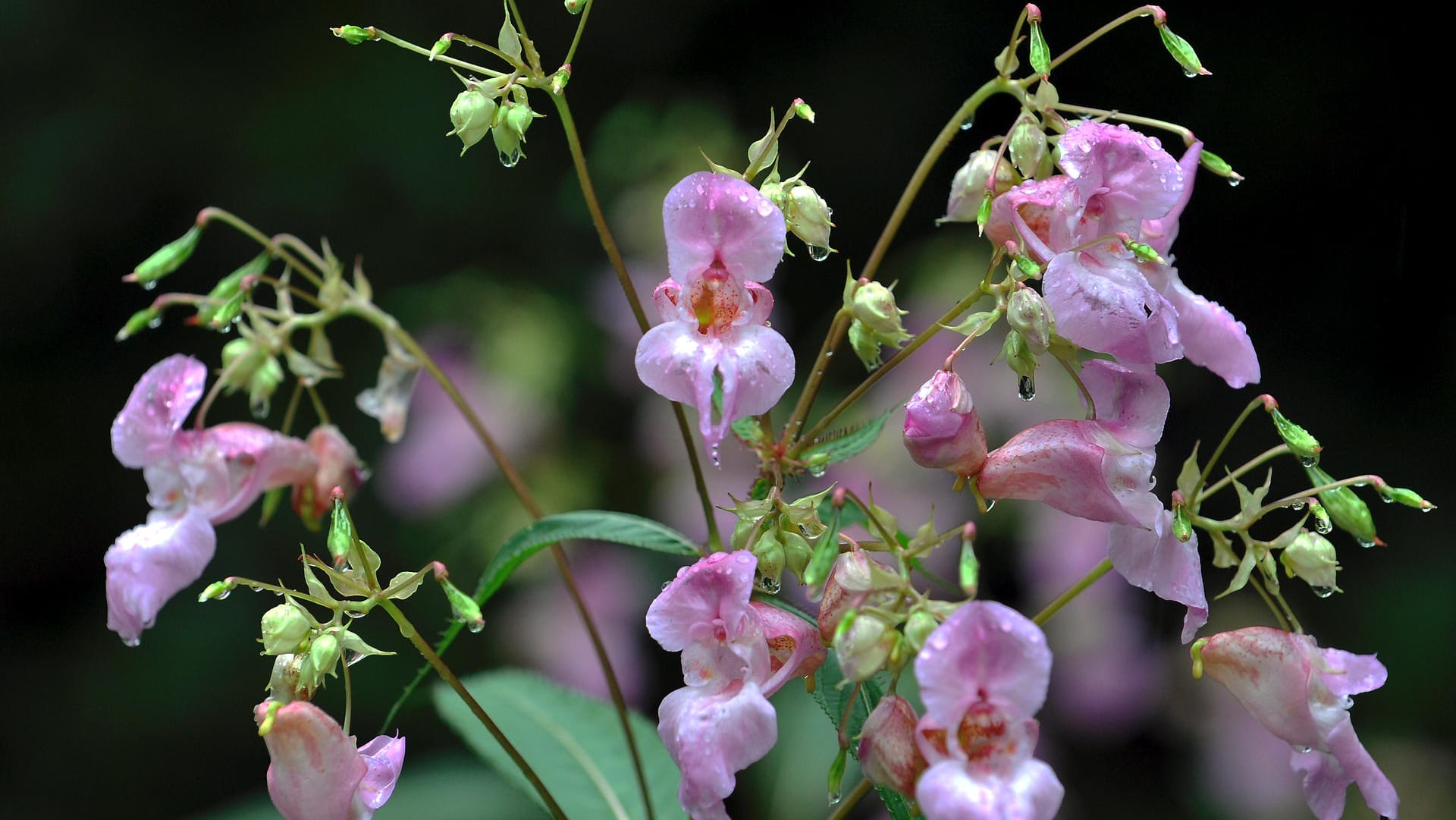 Drüsiges Springkraut (Impatiens glandulifera) wächst in einer Waldlichtung bei Seeshaupt (Oberbayern): Während viele Pflanzen in Deutschland von einem Rückgang betroffen sind, breitet sich das Drüsige Springkraut stark aus.