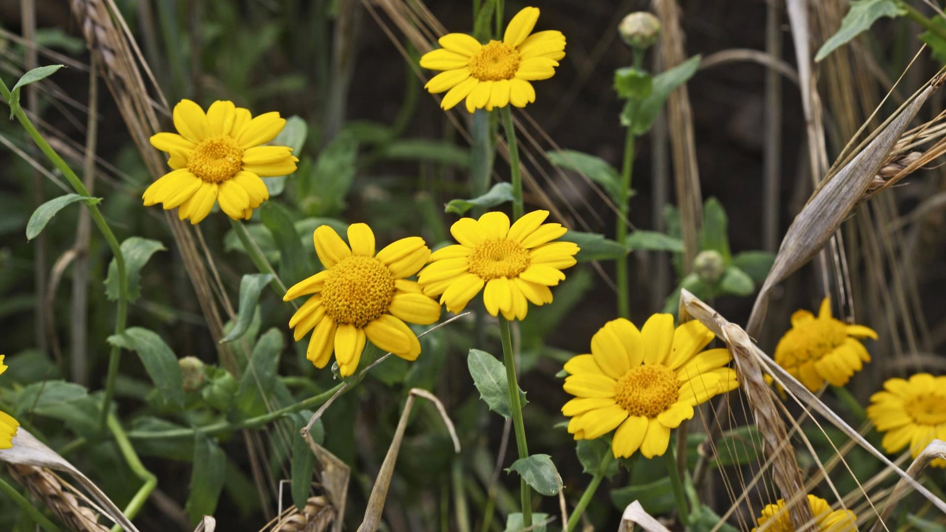 Saatwucherblume (Chrysanthemum segetum, Glebionis segetum) in einem Getreidefeld: Sie zählt zu den Pflanzenarten, die zurückgehen.