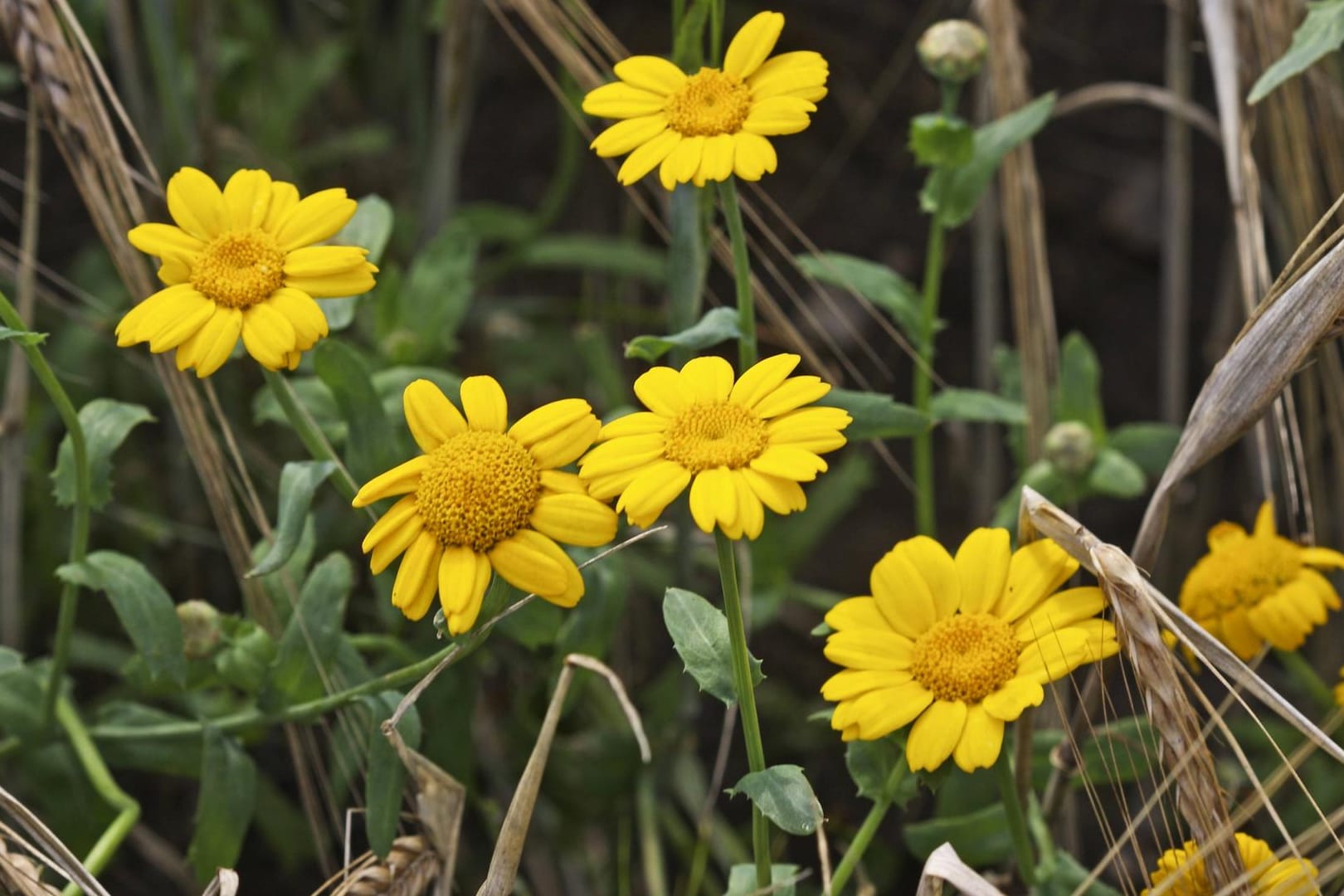 Saatwucherblume (Chrysanthemum segetum, Glebionis segetum) in einem Getreidefeld: Sie zählt zu den Pflanzenarten, die zurückgehen.