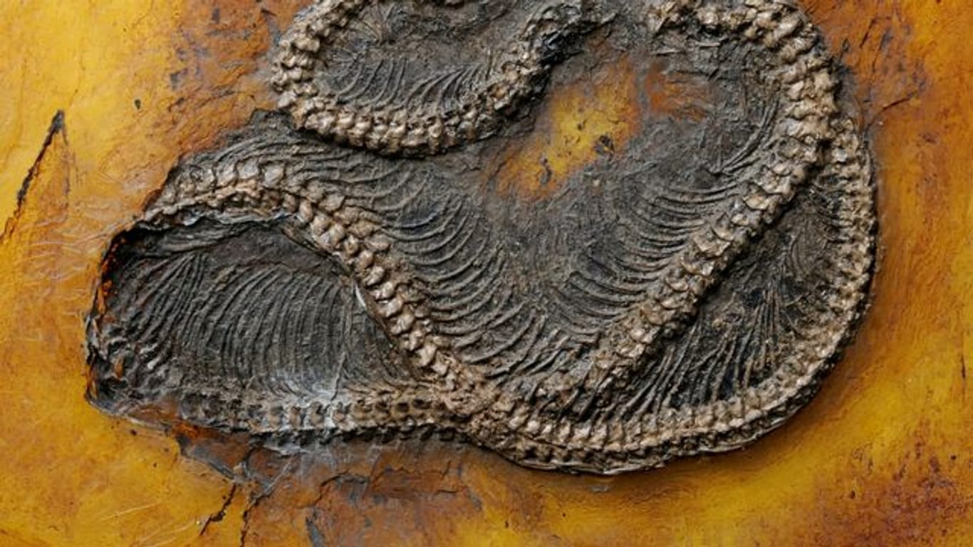 Ein Fossil: Die Pythonart Messelopython freyi ist der älteste bekannte fossile Nachweis eines Pythons weltweit.
