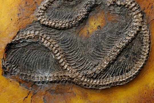 Ein Fossil: Die Pythonart Messelopython freyi ist der älteste bekannte fossile Nachweis eines Pythons weltweit.