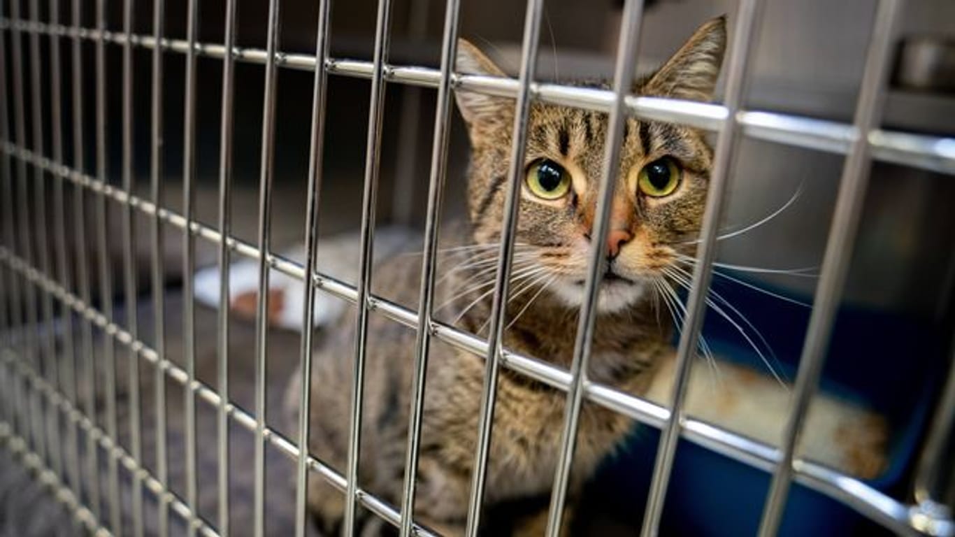 Katze im Käfig: Tierheime wollen verhindern, dass Entscheidungen für ein Haustier aus einer Laune heraus getroffen werden. (Symbolbild)