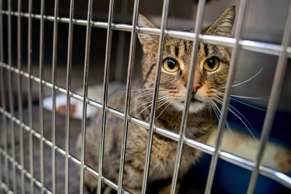 Katze im Käfig: Tierheime wollen verhindern, dass Entscheidungen für ein Haustier aus einer Laune heraus getroffen werden. (Symbolbild)