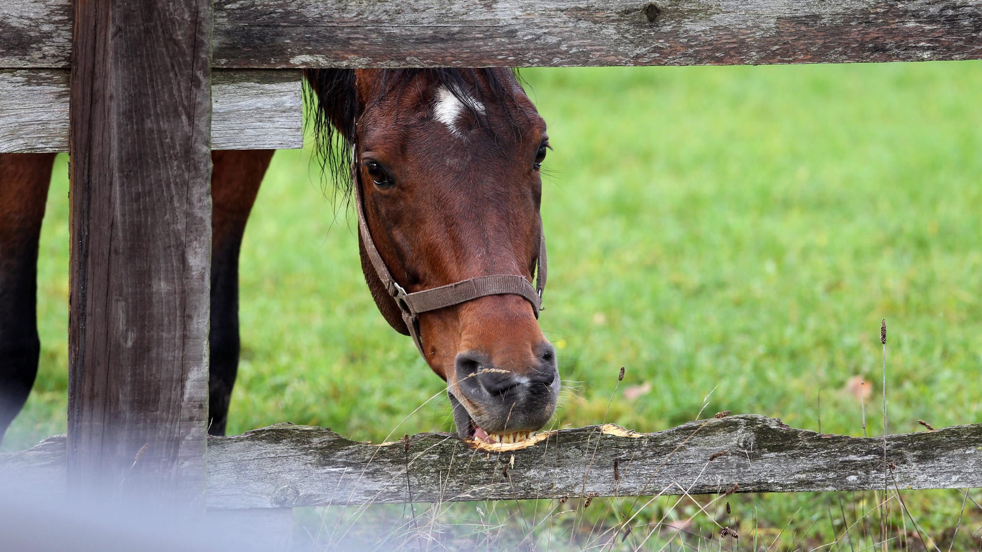 Ein Pferd auf einer Weide (Symbolbild): Erst vor wenigen Wochen war bereits ein anderes Tier Opfer einer ähnlichen Attacke.