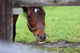 Ein Pferd auf einer Weide (Symbolbild): Erst vor wenigen Wochen war bereits ein anderes Tier Opfer einer ähnlichen Attacke.