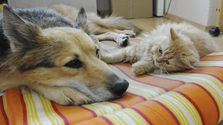 Haustiere: So entspannt kann es zwischen Hund und Katze auch aussehen.