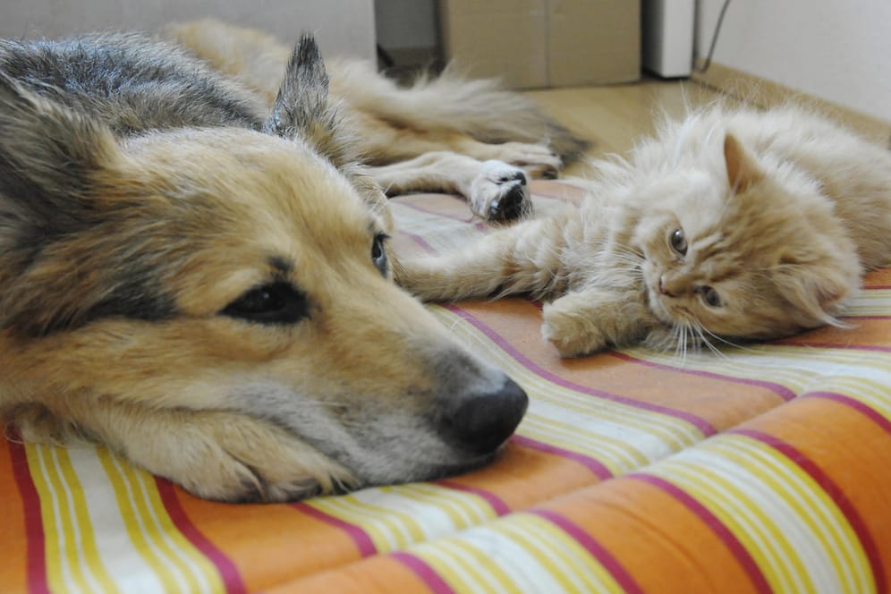 Haustiere: So entspannt kann es zwischen Hund und Katze auch aussehen.