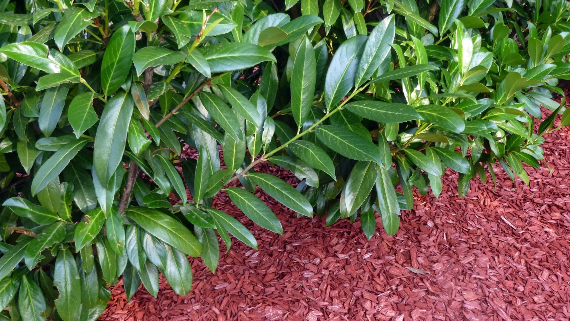 Kirschlorbeer: Als immergrüne Hecke ist er bei den Deutschen beliebt.