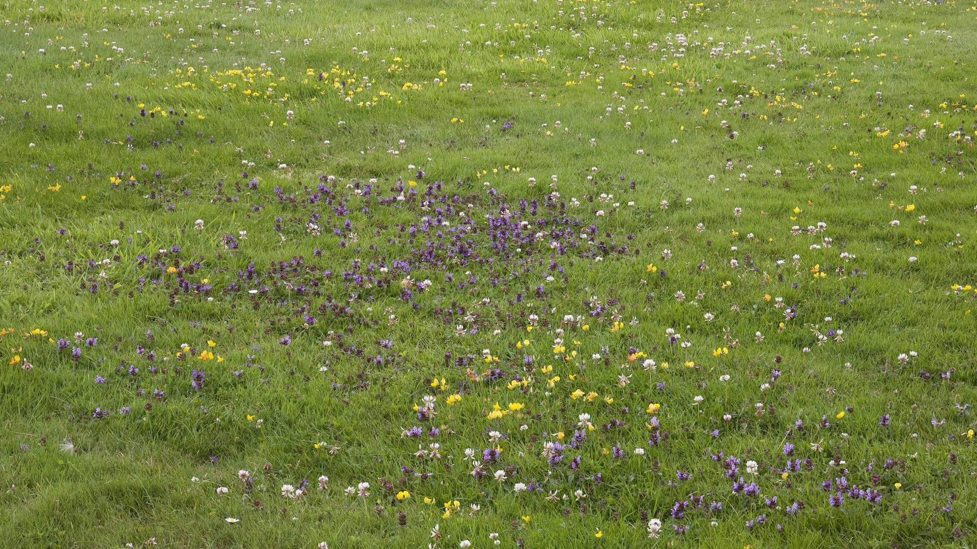 Blumenwiese: Der sogenannte Extensivrasen verträgt Trockenheit besser.