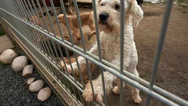 Tierschützer warnen vor einem Welpen-Kauf im Internet und weisen auf Tierheime und seriöse Züchter hin. Tierschützer warnen vor einem Welpen-Kauf im Internet und weisen auf Tierheime und seriöse Züchter hin.