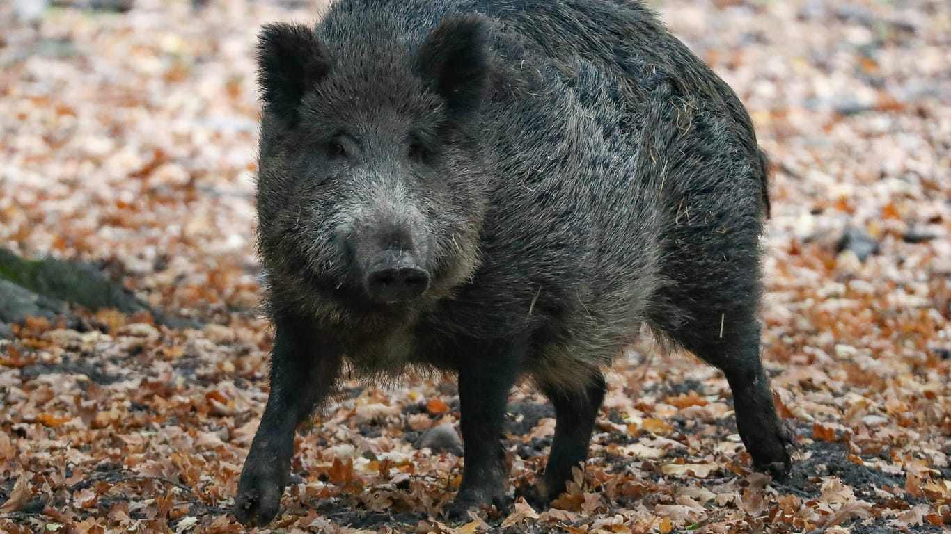 Wildschwein im Wald: Das Tier in Nonnweiler flüchtete nach dem Angriff auf einen Hausbesitzer. (Symbolfoto)