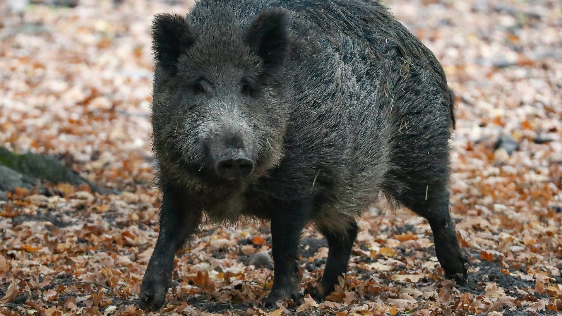 Wildschwein im Wald: Das Tier in Nonnweiler flüchtete nach dem Angriff auf einen Hausbesitzer. (Symbolfoto) Wildschwein im Wald: Das Tier in Nonnweiler flüchtete nach dem Angriff auf einen Hausbesitzer. (Symbolfoto)