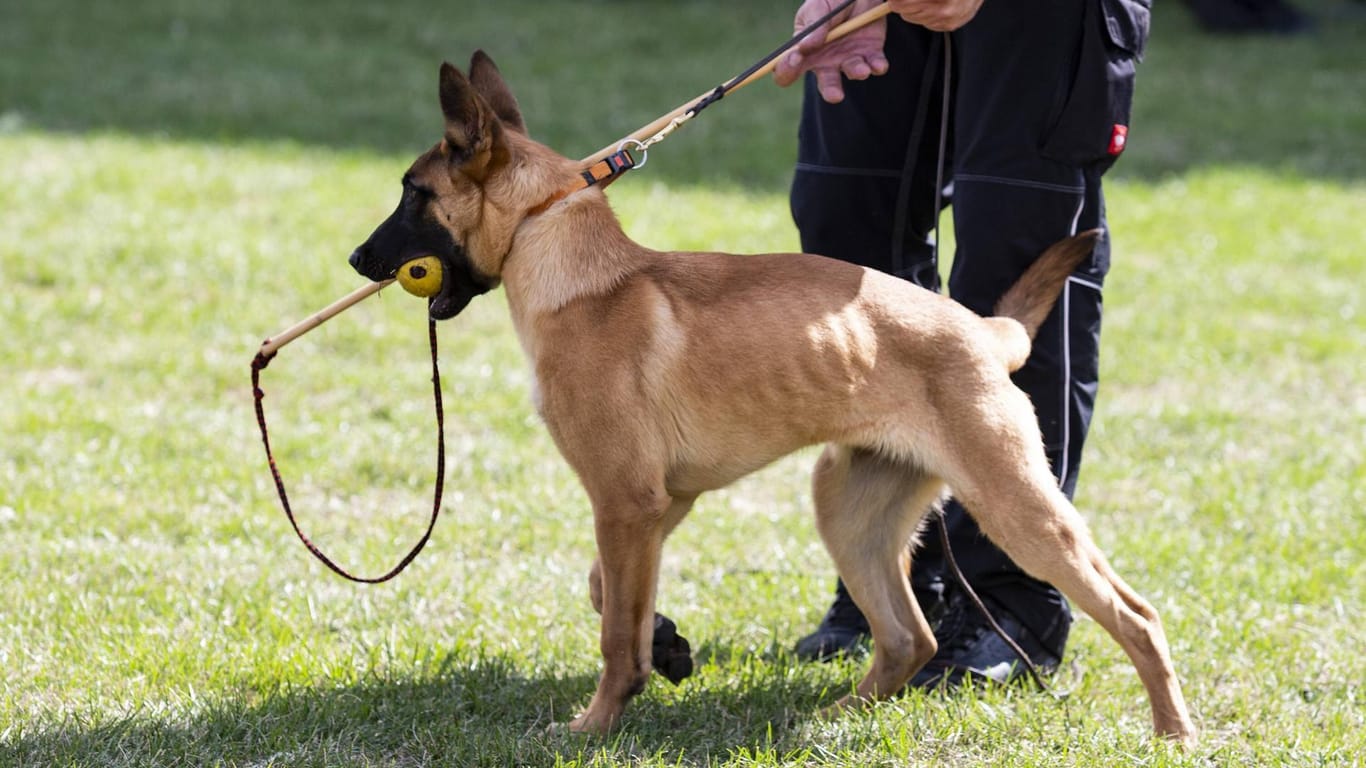 Ein Hund der Polizei NRW (Symbolbild): In Hagen hat ein Polizeihund einen mutmaßlichen Einbrecher erwischt.