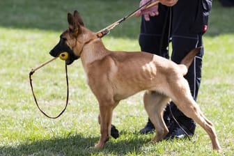 Ein Hund der Polizei NRW (Symbolbild): In Hagen hat ein Polizeihund einen mutmaßlichen Einbrecher erwischt.
