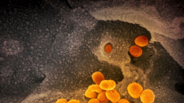 Das Coronavirus passt sich durch Mutationen ständig seinem neuen Wirt, dem Menschen, an.