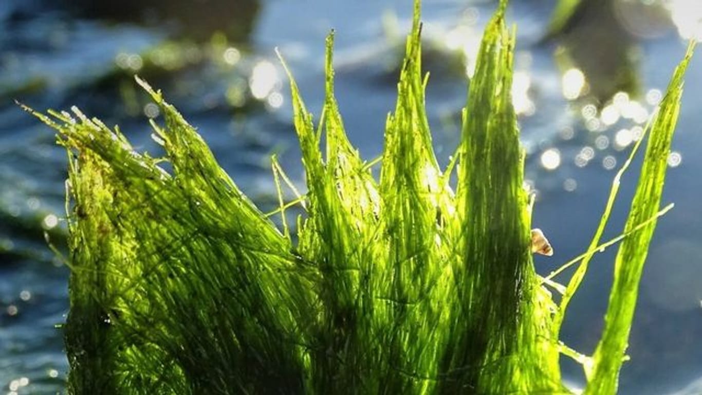 Gegenlicht lässt die schlauchartige Gestalt der Schlauchalge Vaucheria velutina leuchten.