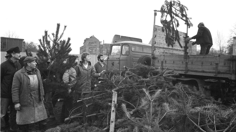 DDR-Weihnachtsbaumverkauf: In Karl-Marx-Stadt (heute: Chemnitz) werden Kiefern abgeladen. (Aufnahme vom 21.12.1985)