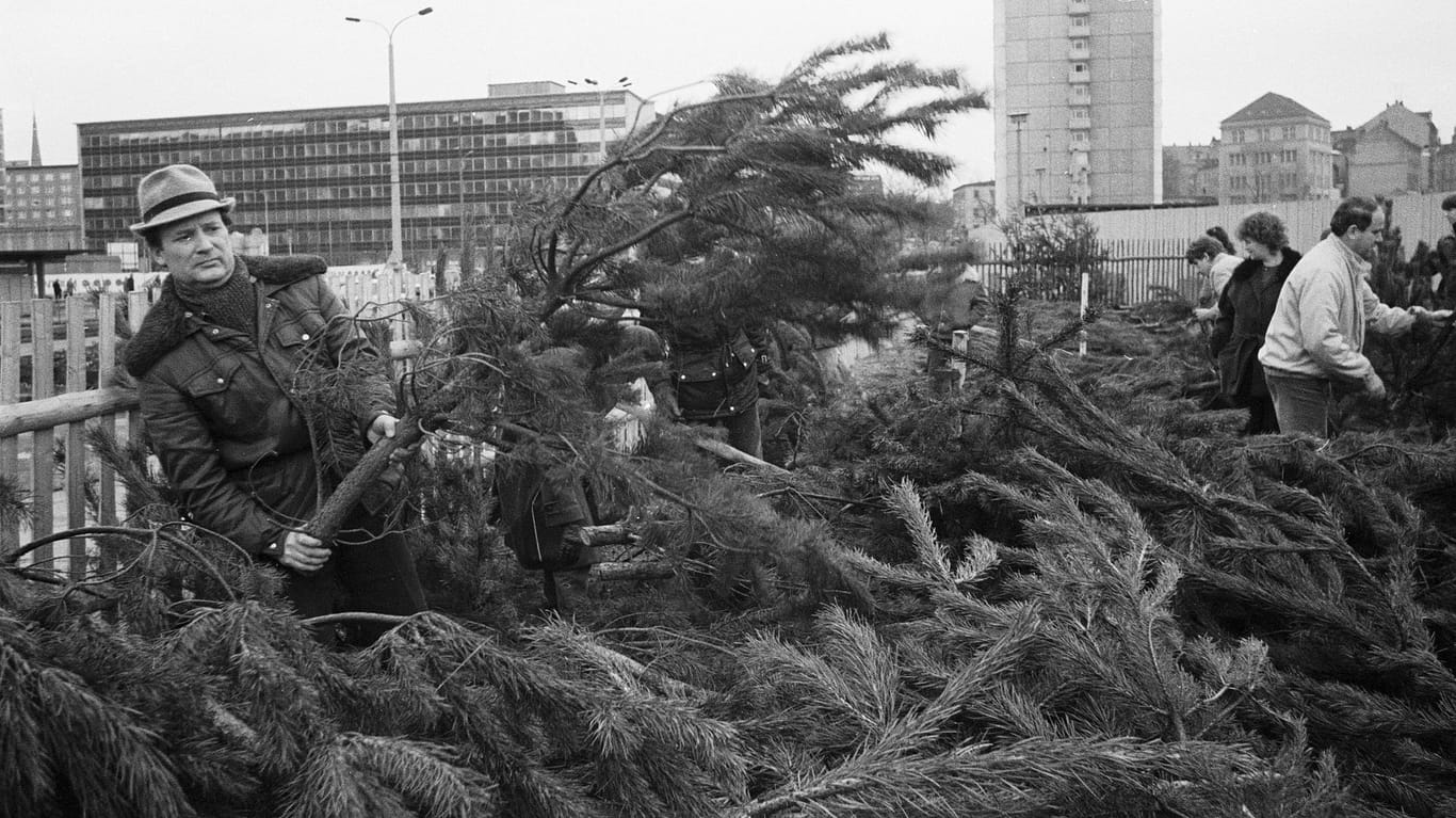 DDR-Weihnachtsbaumverkauf: Auf dem Markt in Karl-Marx-Stadt (heute: Chemnitz) suchen sich Kunden eine Kiefer aus. (Aufnahme vom 21.12.1985)