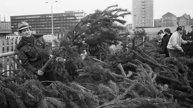 DDR-Weihnachtsbaumverkauf: Auf dem Markt in Karl-Marx-Stadt (heute: Chemnitz) suchen sich Kunden eine Kiefer aus. (Aufnahme vom 21.12.1985)
