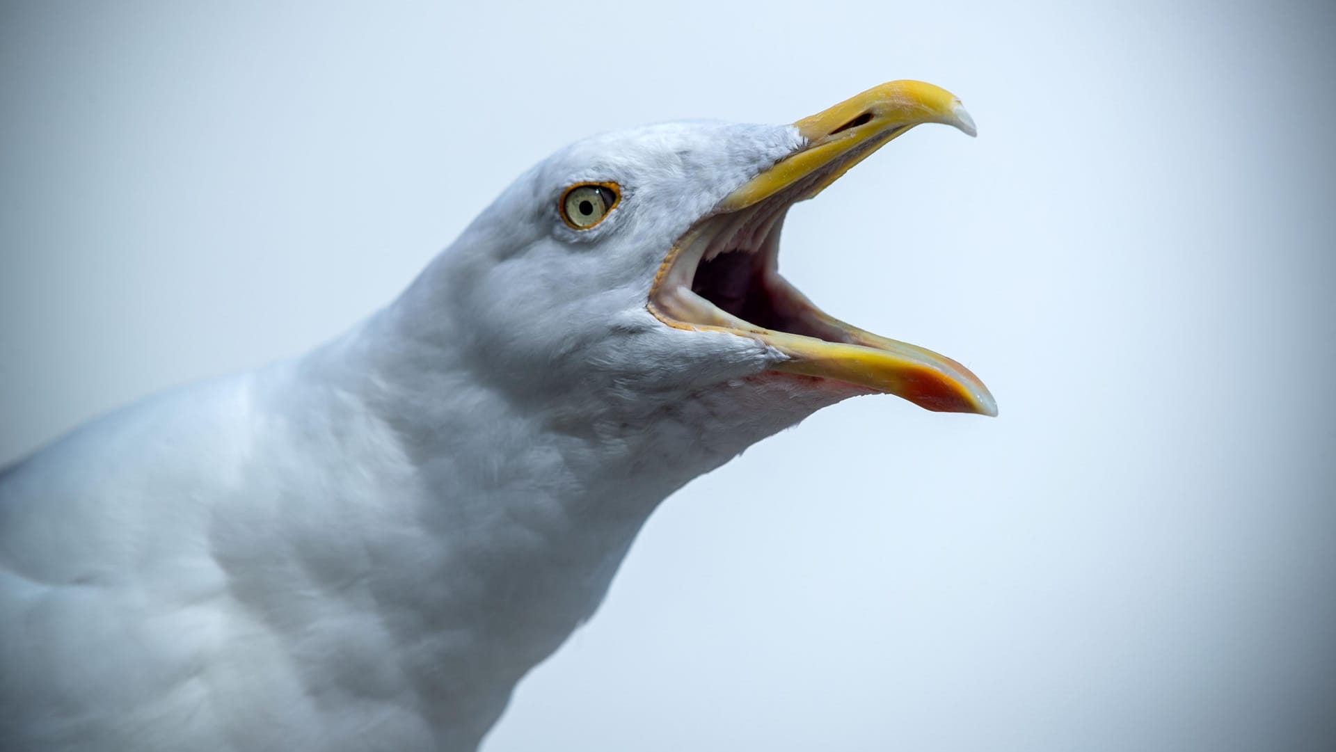 Möwe: Stralsund geht nun mit einem neuen Verbot gegen das Füttern der Tiere vor.