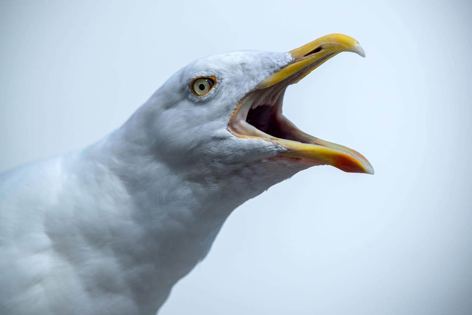 Möwe: Stralsund geht nun mit einem neuen Verbot gegen das Füttern der Tiere vor.