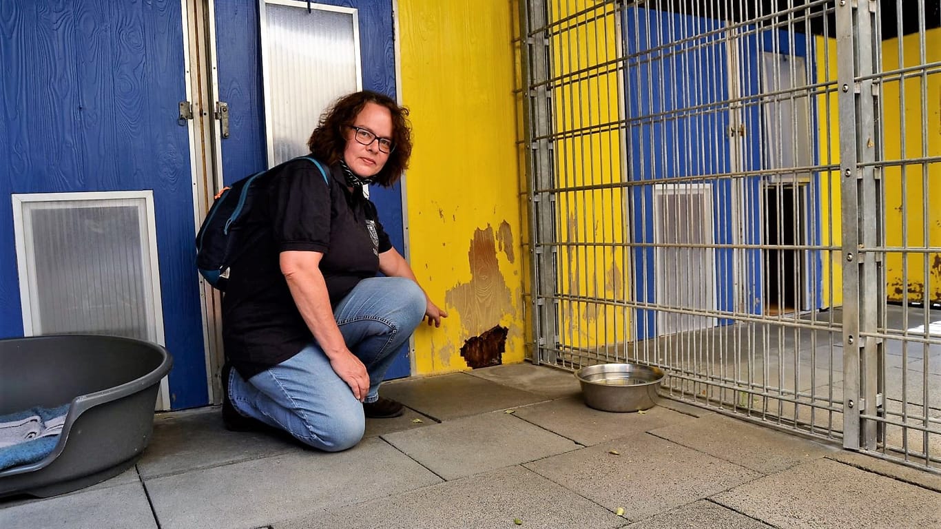 Anne Kolditz ist Vorsitzende des Tierschutzvereins des Konrad-Adenauer-Tierheims: Sie beschreibt die Lage als zunehmend schwierig