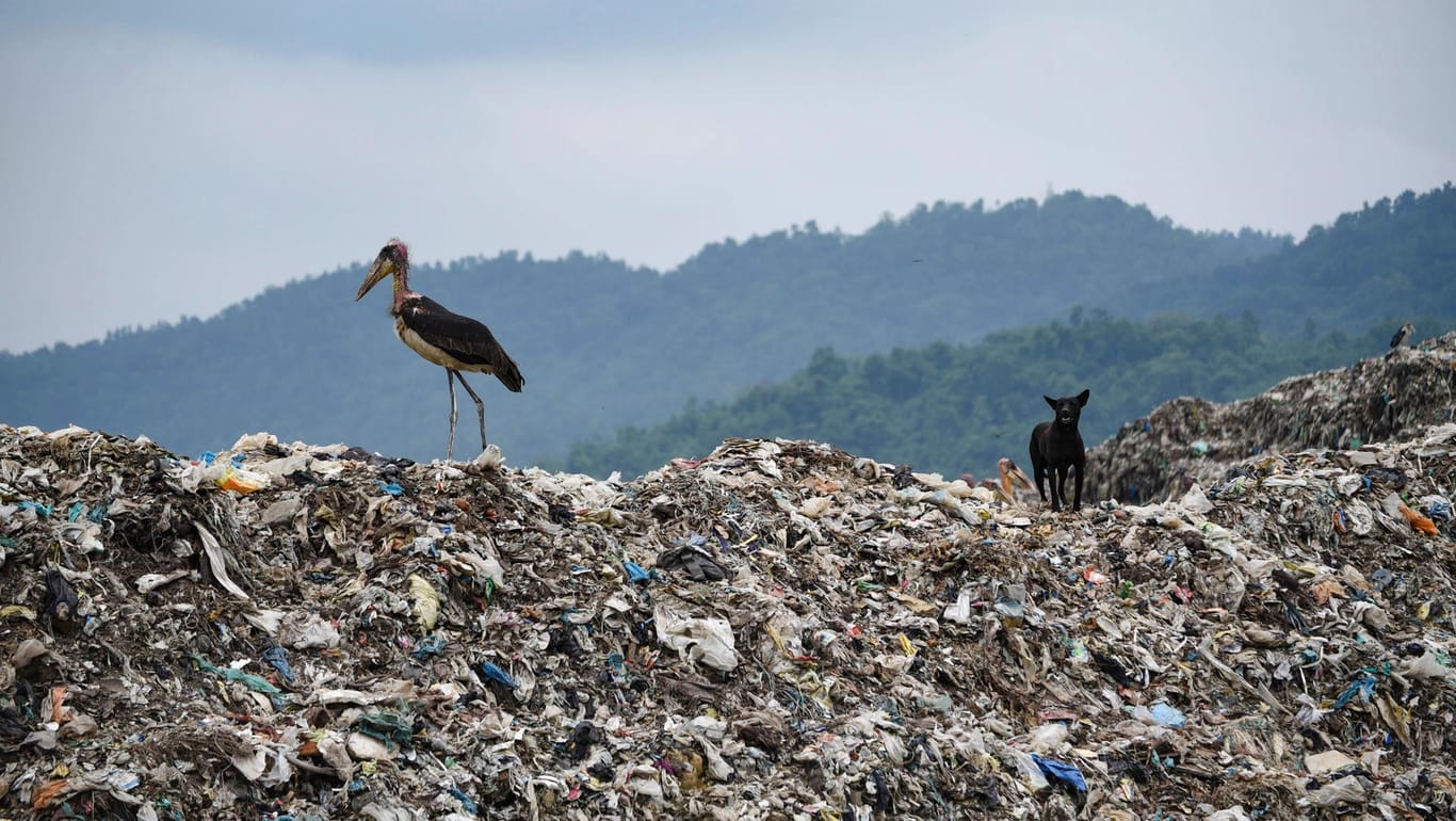Juni 2020: Ein Argala-Marabu und ein Hund stehen auf einem riesigen Müllberg in der indischen Stadt Guwahati.