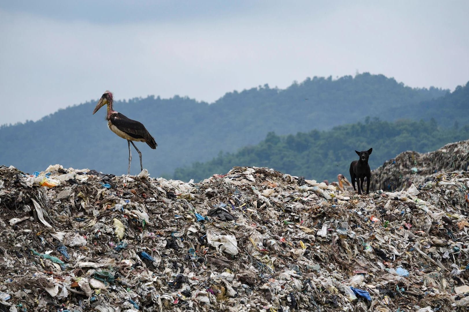 Juni 2020: Ein Argala-Marabu und ein Hund stehen auf einem riesigen Müllberg in der indischen Stadt Guwahati.